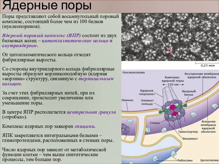 Ядерные поры Поры представляют собой восьмиугольный поровый комплекс, состоящий более