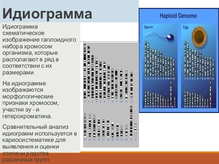 Идиограмма Идиограмма схематическое изображение гаплоидного набора хромосом организма, которые располагают