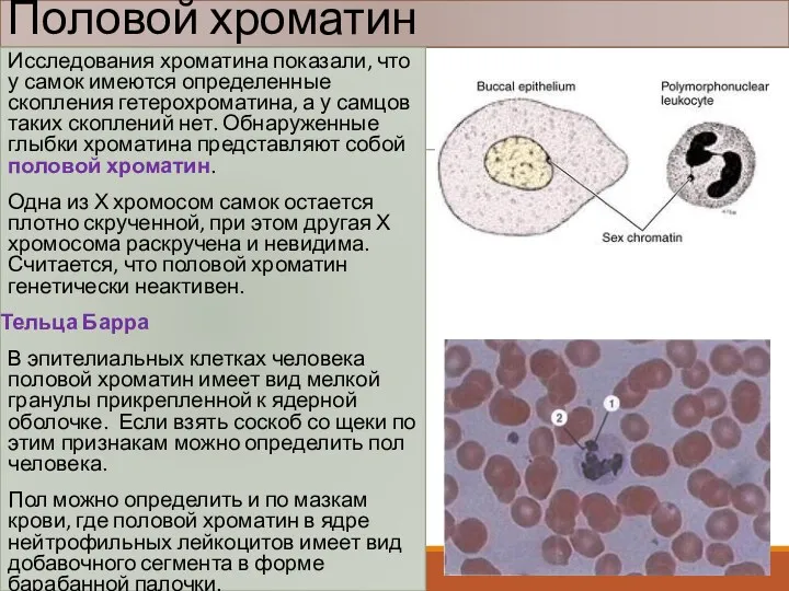 Половой хроматин Исследования хроматина показали, что у самок имеются определенные