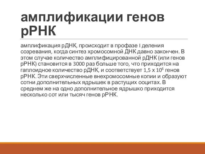 амплификации генов рРНК амплификация рДНК, происходит в профазе I деления