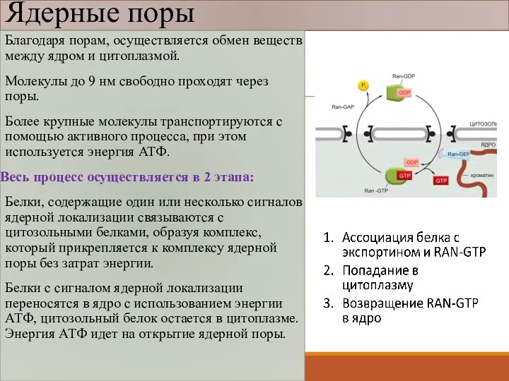 Ядерные поры Благодаря порам, осуществляется обмен веществ между ядром и