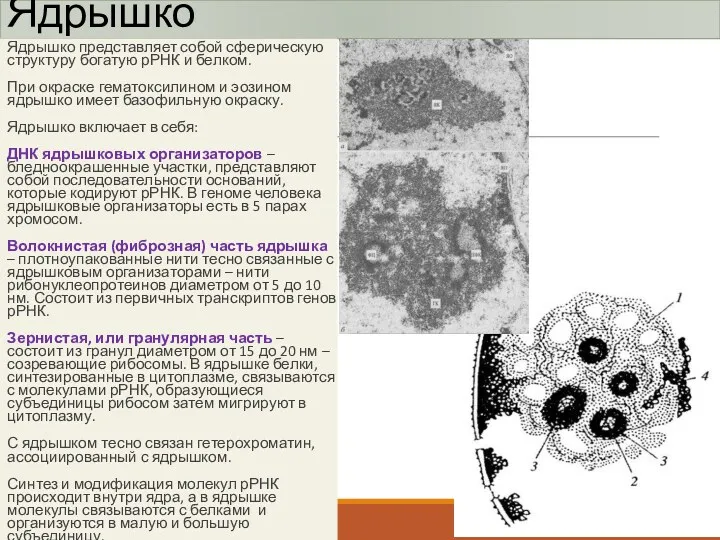 Ядрышко Ядрышко представляет собой сферическую структуру богатую рРНК и белком.