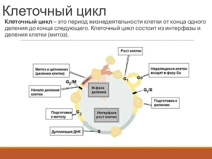 Клеточный цикл Клеточный цикл – это период жизнедеятельности клетки от