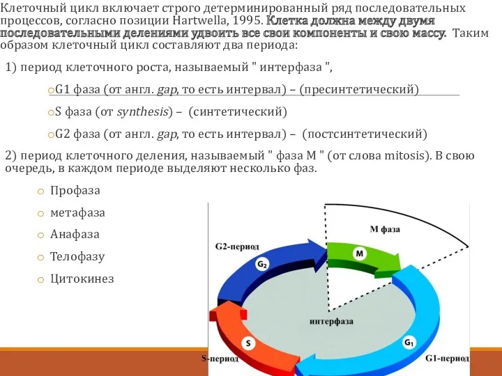 Клеточный цикл включает строго детерминированный ряд последовательных процессов, согласно позиции