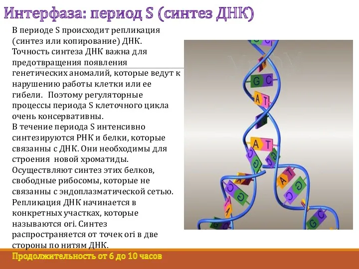 Интерфаза: период S (синтез ДНК) В периоде S происходит репликация