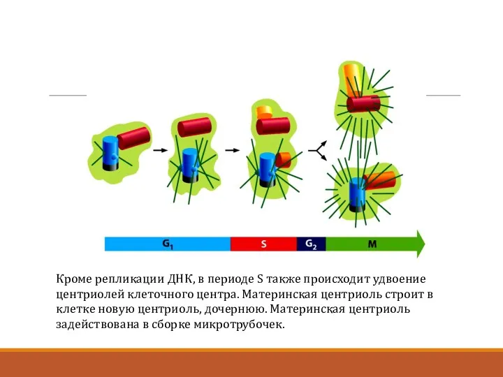 Кроме репликации ДНК, в периоде S также происходит удвоение центриолей