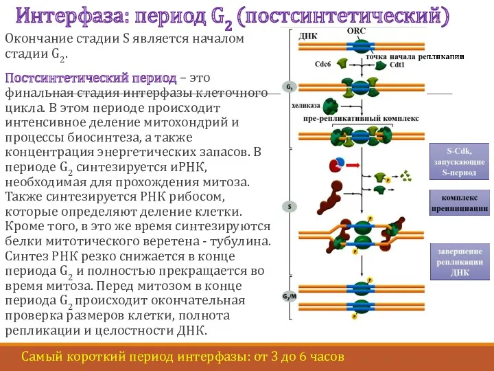 Интерфаза: период G2 (постсинтетический) Окончание стадии S является началом стадии