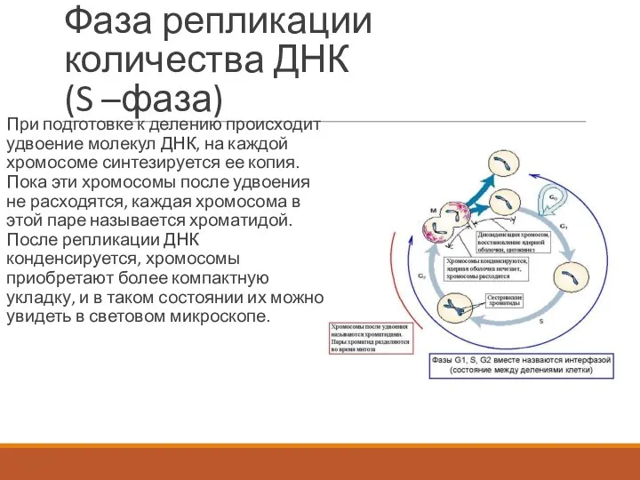 Фаза репликации количества ДНК (S –фаза) При подготовке к делению