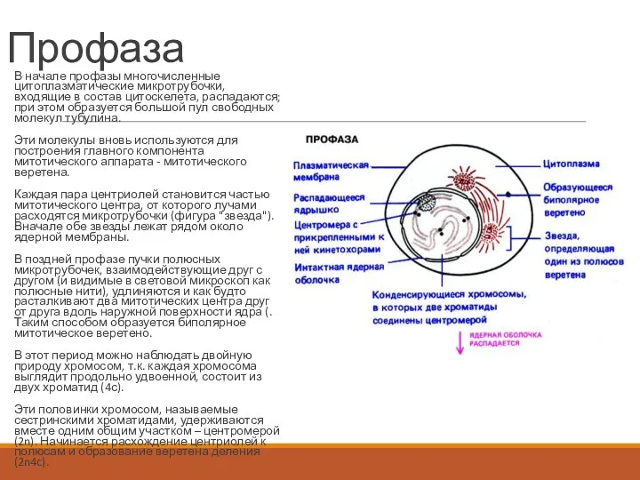 Профаза В начале профазы многочисленные цитоплазматические микротрубочки, входящие в состав