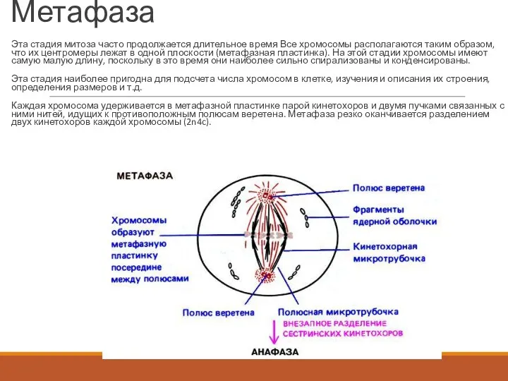 Метафаза Эта стадия митоза часто продолжается длительное время Все хромосомы