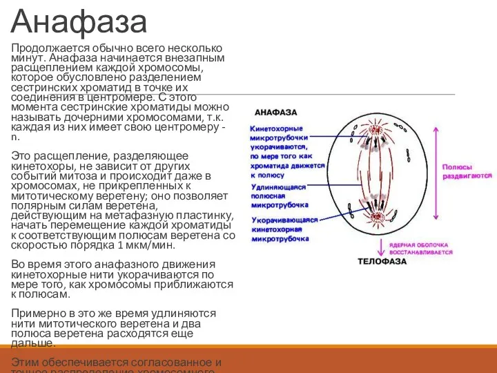 Анафаза Продолжается обычно всего несколько минут. Анафаза начинается внезапным расщеплением