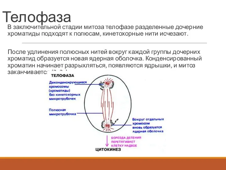 Телофаза В заключительной стадии митоза телофазе разделенные дочерние хроматиды подходят