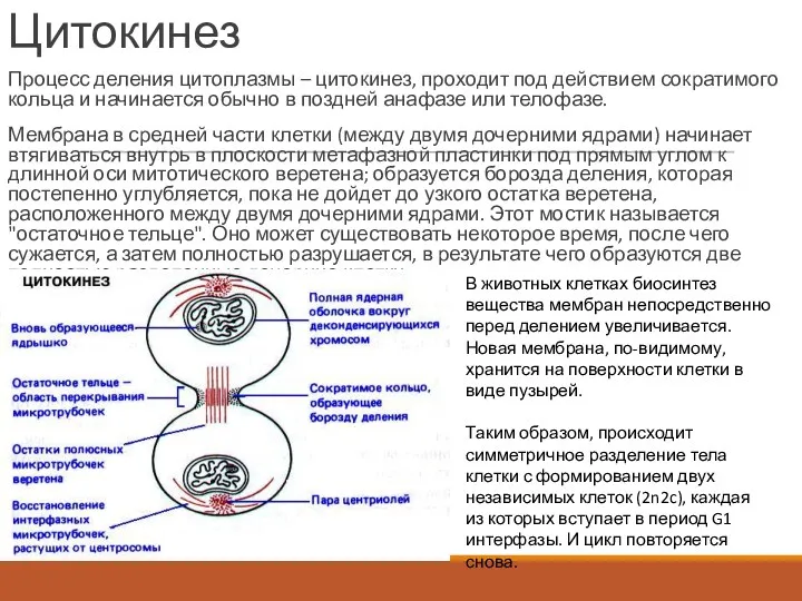 Цитокинез Процесс деления цитоплазмы – цитокинез, проходит под действием сократимого