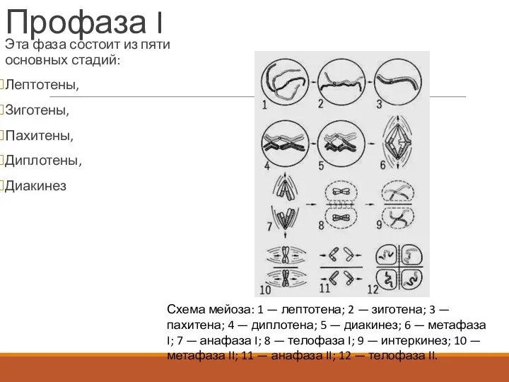 Профаза I Эта фаза состоит из пяти основных стадий: Лептотены,