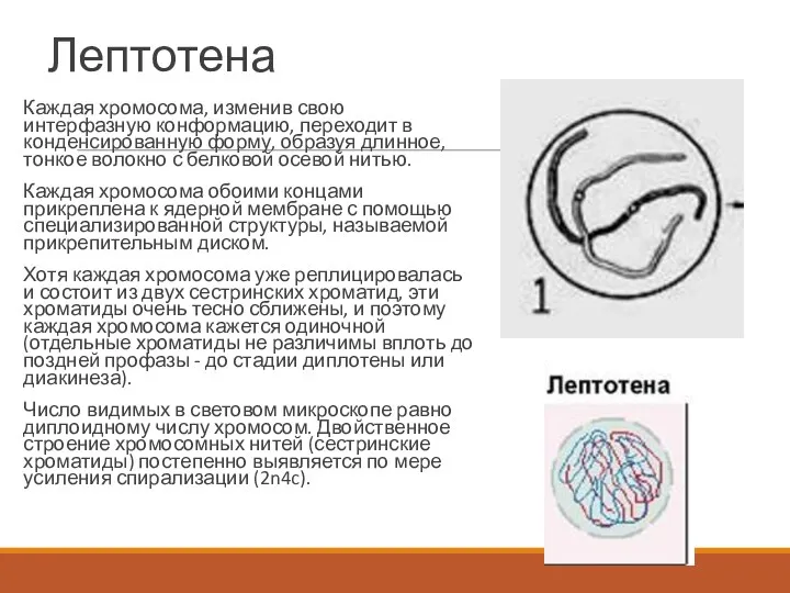 Лептотена Каждая хромосома, изменив свою интерфазную конформацию, переходит в конденсированную