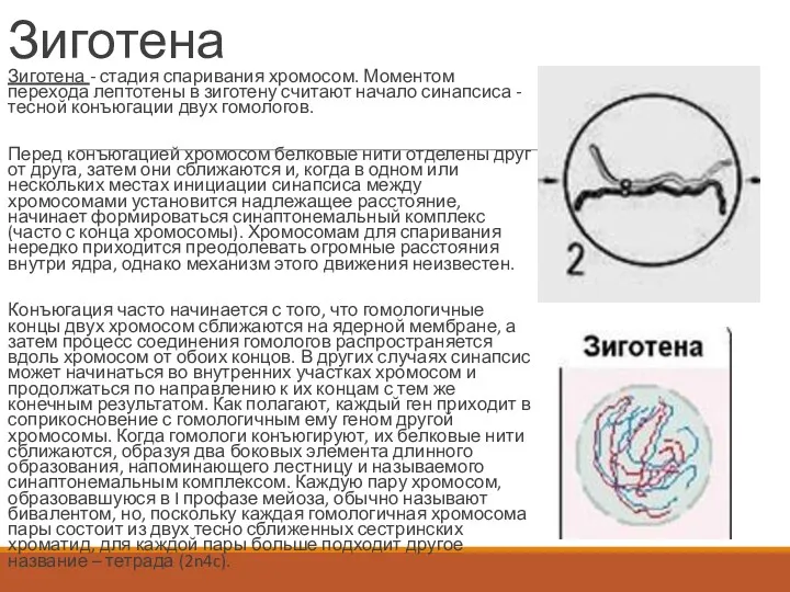 Зиготена Зиготена - стадия спаривания хромосом. Моментом перехода лептотены в