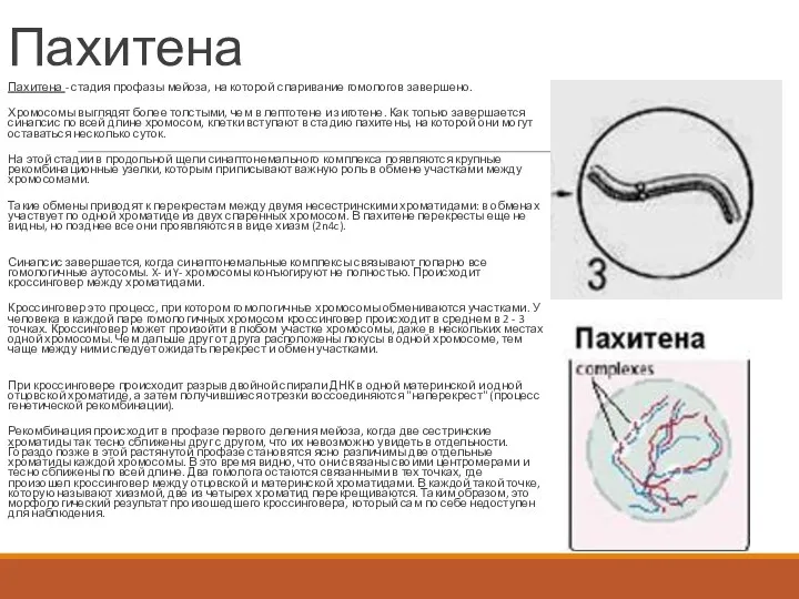 Пахитена Пахитена - стадия профазы мейоза, на которой спаривание гомологов