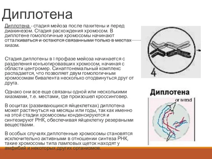 Диплотена Диплотена - стадия мейоза после пахитены и перед диакинезом.