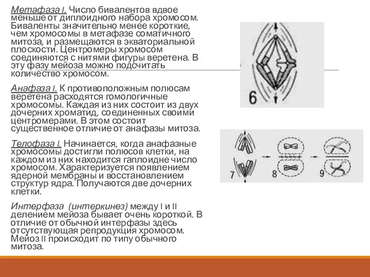 Метафаза I. Число бивалентов вдвое меньше от диплоидного набора хромосом.