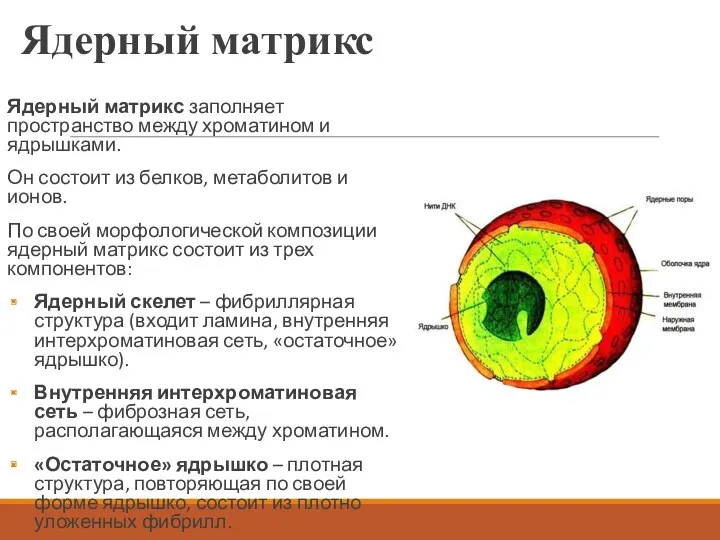 Ядерный матрикс Ядерный матрикс заполняет пространство между хроматином и ядрышками.