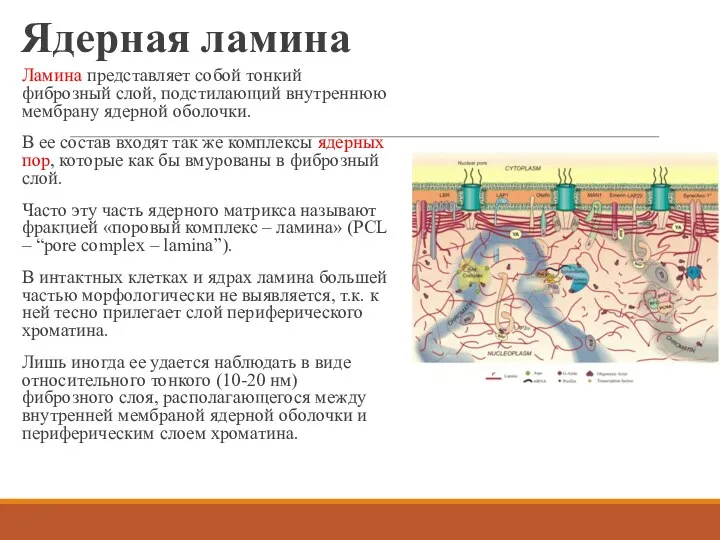 Ядерная ламина Ламина представляет собой тонкий фиброзный слой, подстилающий внутреннюю