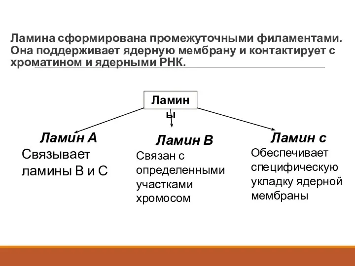 Ламина сформирована промежуточными филаментами. Она поддерживает ядерную мембрану и контактирует