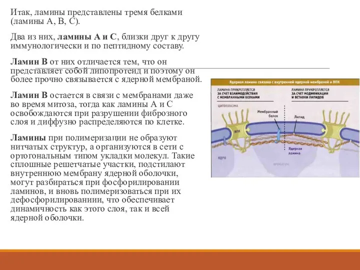 Итак, ламины представлены тремя белками (ламины A, B, C). Два