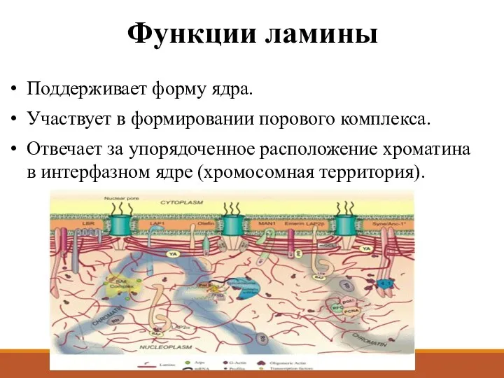 Функции ламины Поддерживает форму ядра. Участвует в формировании порового комплекса.