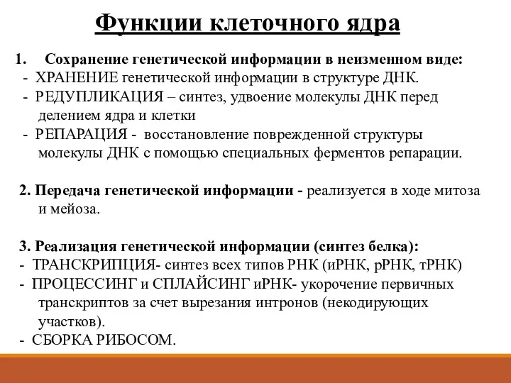 Функции клеточного ядра Сохранение генетической информации в неизменном виде: -