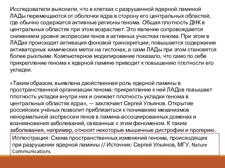 Исследователи выяснили, что в клетках с разрушенной ядерной ламиной ЛАДы