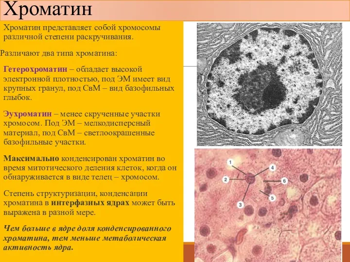 Хроматин Хроматин представляет собой хромосомы различной степени раскручивания. Различают два