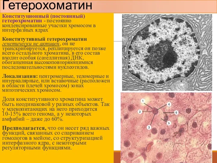 Гетерохоматин Конституционный (постоянный) гетерохроматин - постоянно конденсированные участки хромосом в