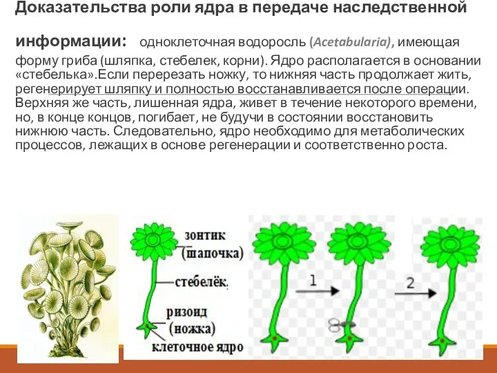 Опыты Геммерлинга Доказательства роли ядра в передаче наследственной информации: одноклеточная