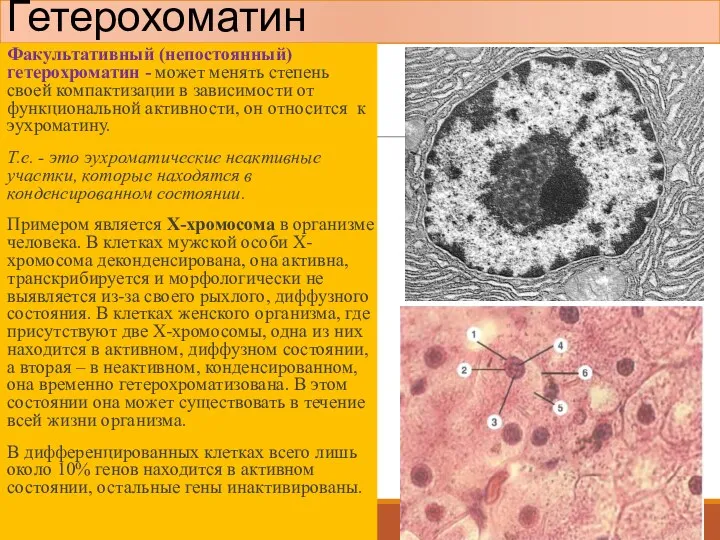 Гетерохоматин Факультативный (непостоянный) гетерохроматин - может менять степень своей компактизации