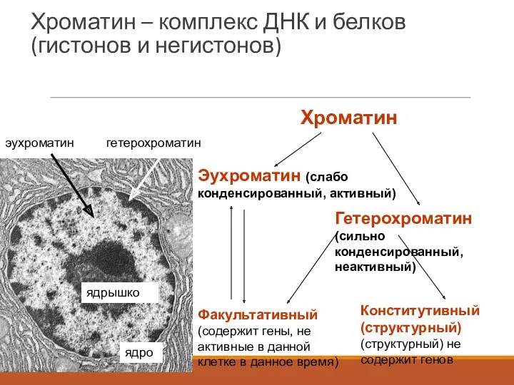 Хроматин – комплекс ДНК и белков (гистонов и негистонов) Хроматин