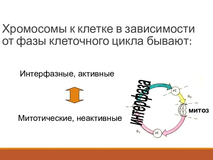 Хромосомы к клетке в зависимости от фазы клеточного цикла бывают: Интерфазные, активные Митотические, неактивные интерфаза митоз