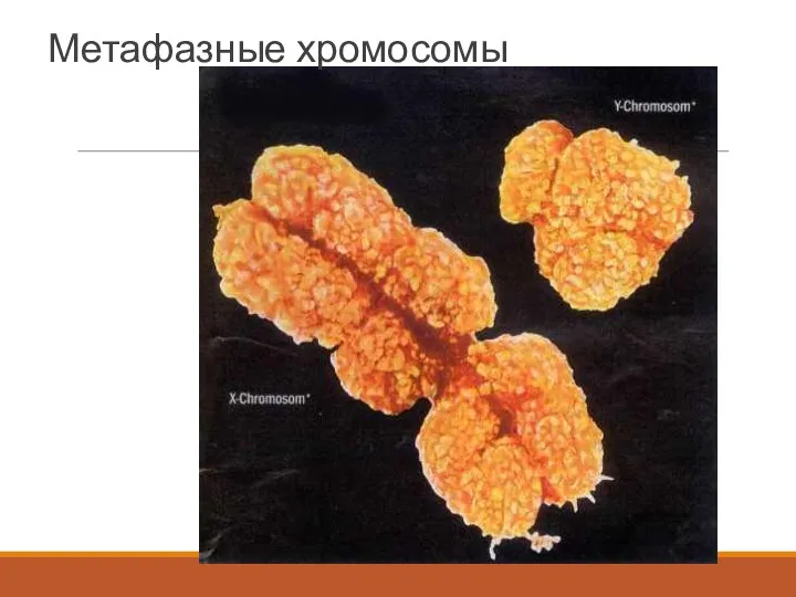 Метафазные хромосомы