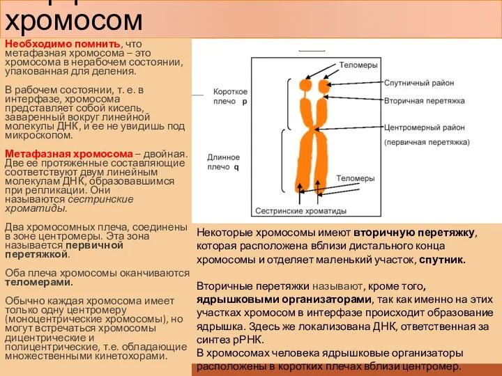 Морфология митотических хромосом Необходимо помнить, что метафазная хромосома – это