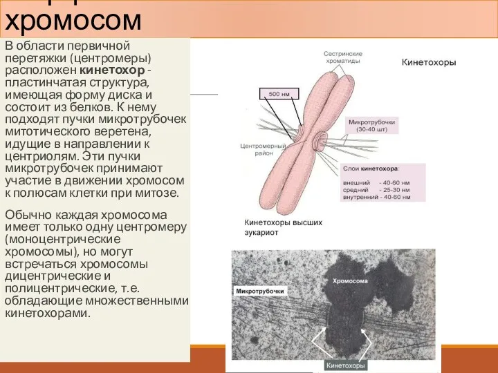 Морфология митотических хромосом В области первичной перетяжки (центромеры) расположен кинетохор