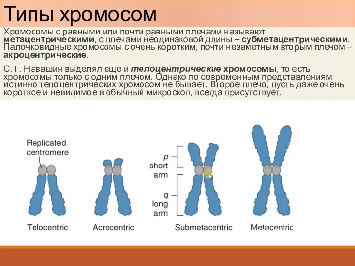 Типы хромосом Хромосомы с равными или почти равными плечами называют