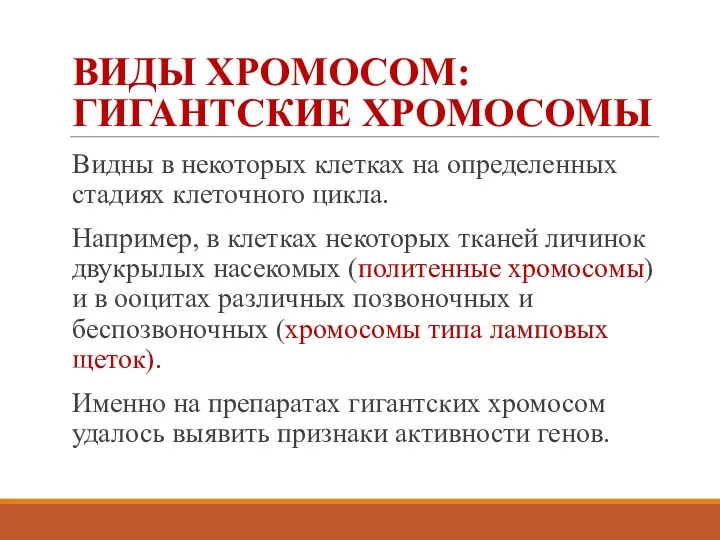 ВИДЫ ХРОМОСОМ: ГИГАНТСКИЕ ХРОМОСОМЫ Видны в некоторых клетках на определенных