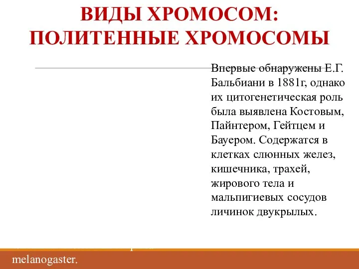 ВИДЫ ХРОМОСОМ: ПОЛИТЕННЫЕ ХРОМОСОМЫ Гигантские хромосомы из клеток слюнной железы