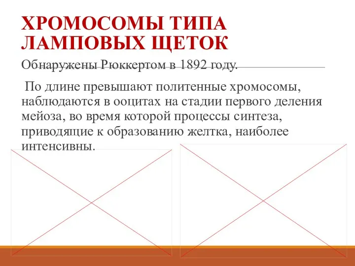 ХРОМОСОМЫ ТИПА ЛАМПОВЫХ ЩЕТОК Обнаружены Рюккертом в 1892 году. По