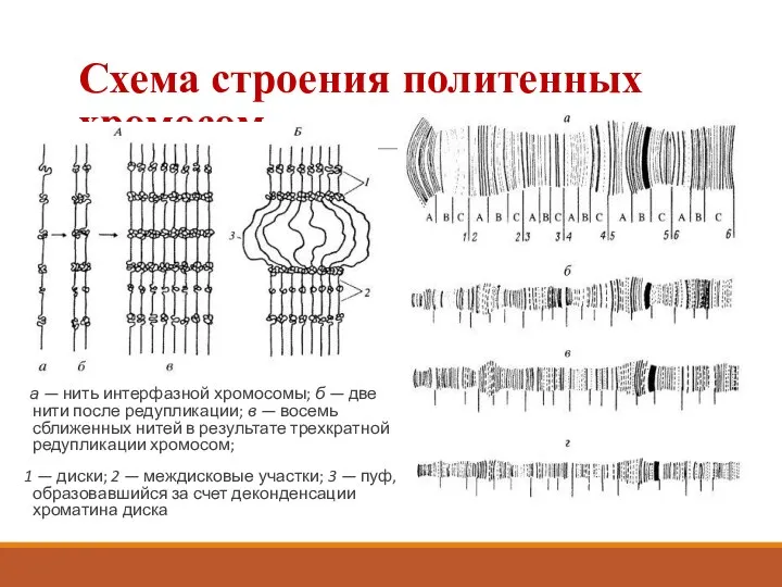 Схема строения политенных хромосом а — нить интерфазной хромосомы; б