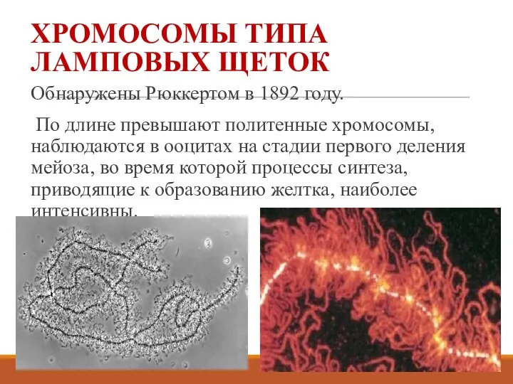 ХРОМОСОМЫ ТИПА ЛАМПОВЫХ ЩЕТОК Обнаружены Рюккертом в 1892 году. По