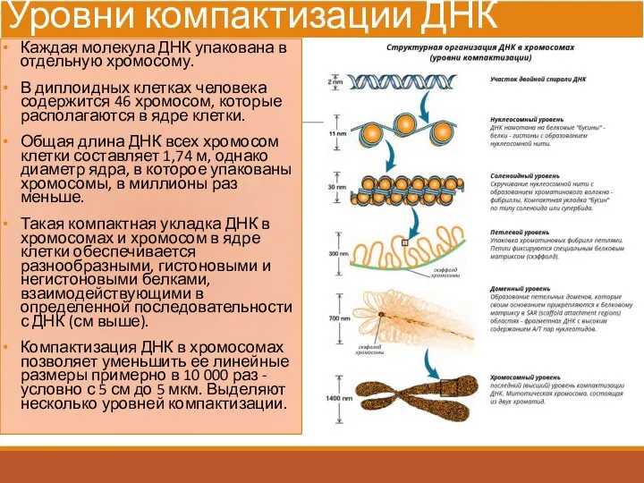 Уровни компактизации ДНК Каждая молекула ДНК упакована в отдельную хромосому.