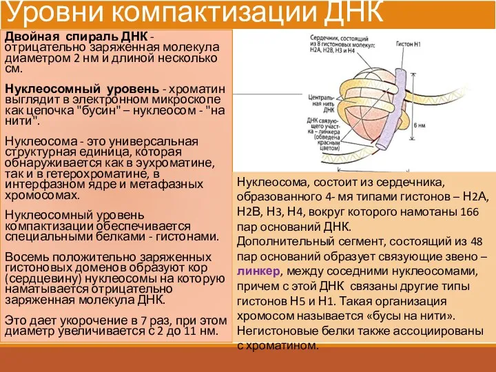 Уровни компактизации ДНК Двойная спираль ДНК - отрицательно заряженная молекула