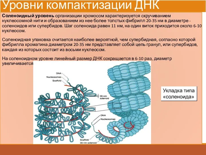 Уровни компактизации ДНК Соленоидный уровень организации хромосом характеризуется скручиванием нуклеосомной