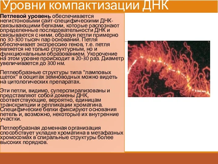Уровни компактизации ДНК Петлевой уровень обеспечивается негистоновыми сайт-специфическими ДНК-связывающими белками,
