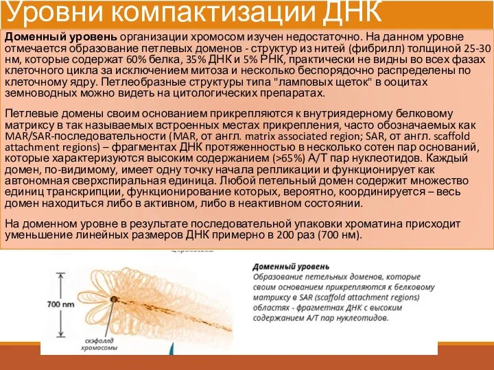 Уровни компактизации ДНК Доменный уровень организации хромосом изучен недостаточно. На